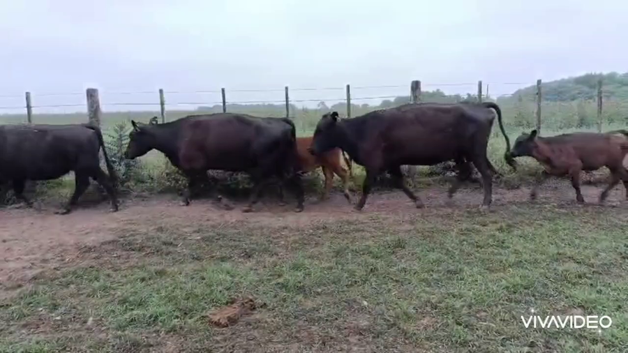 Lote 40 AL CTE (USADAS)