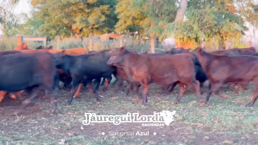 Lote 195 Terneros/as