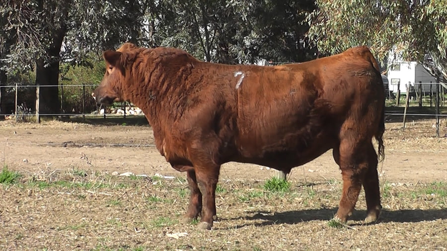 Lote TOROS PUROS DE PEDIGREE