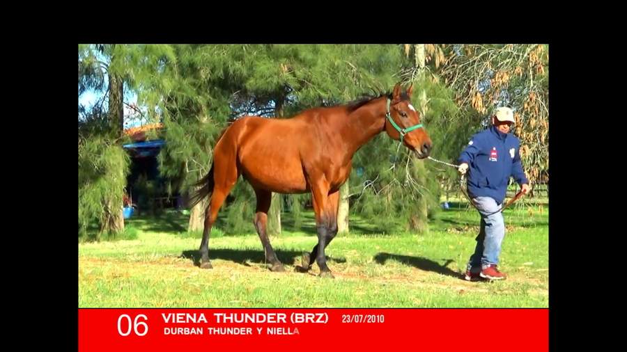 Lote VIENA THUNDER (BRZ)