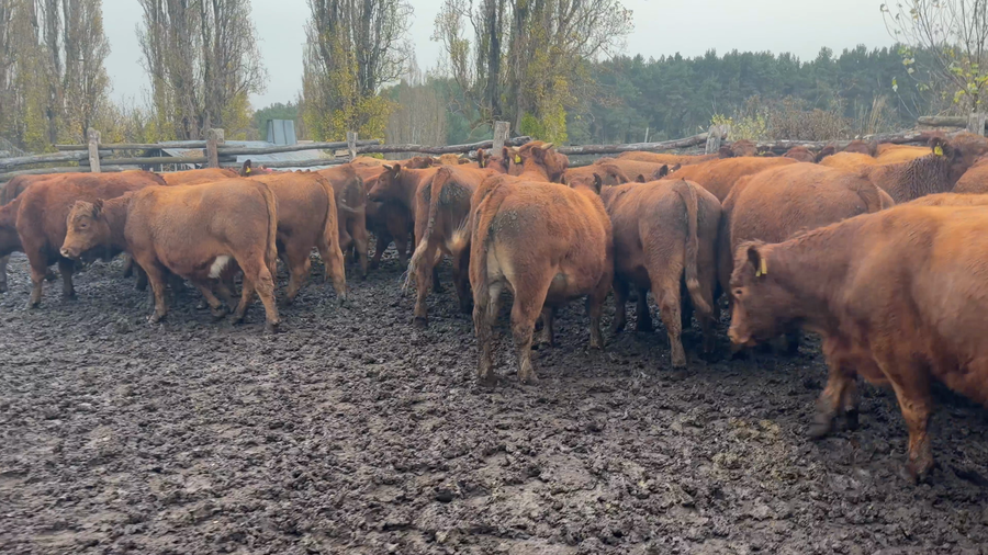 Lote 40 Novillo Engorda en Coyhaique, XI Región Aysén