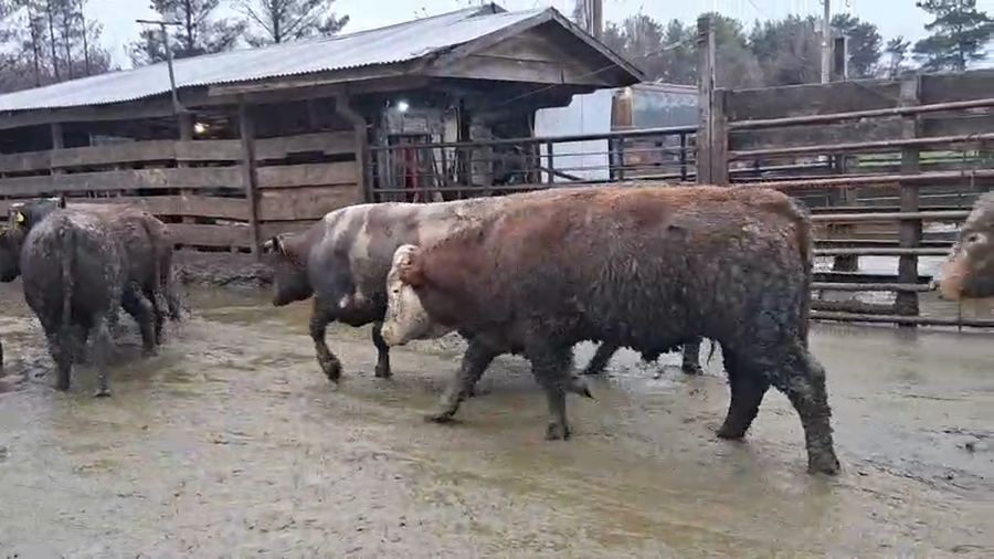 Lote 40 Novillo Gordo en Los Ángeles, VIII Región Biobío