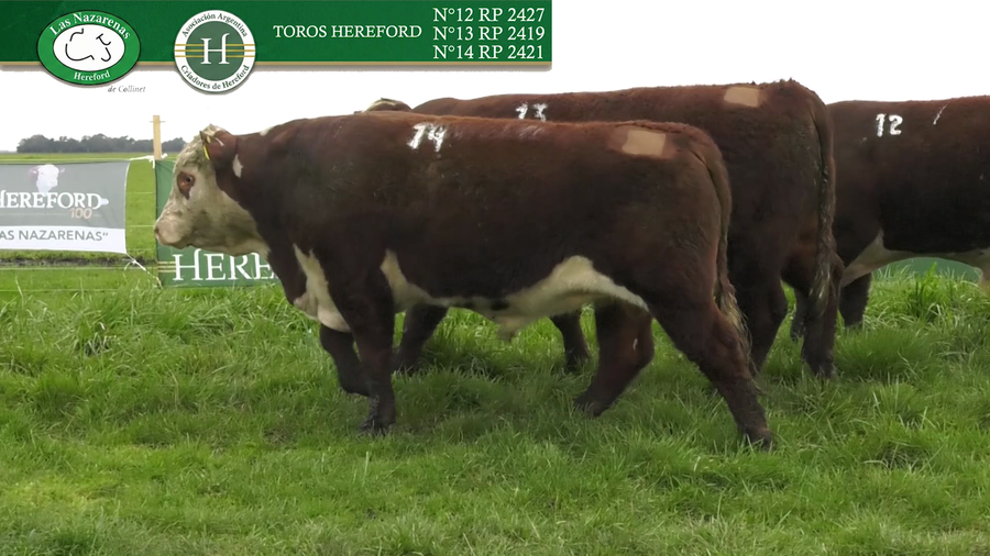 Lote Toros Polled Hereford Puros Registrados - Cabaña Las Nazarenas