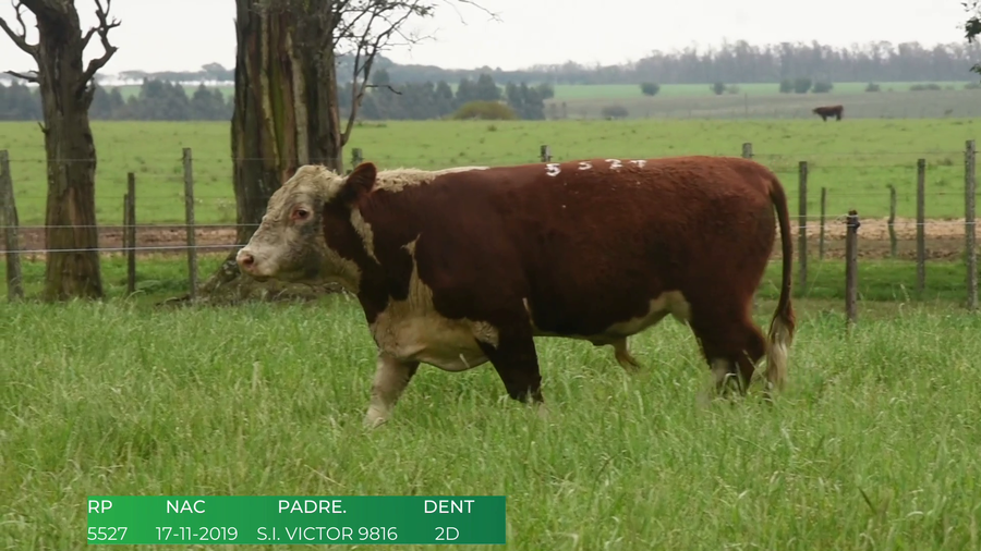Lote Toros POLLED HEREFORD a remate en 4º  Remate  Anual Cabaña El Treból en Liga de Trabajo de Guichón