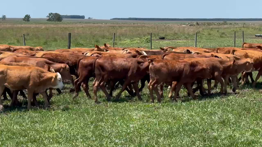 Lote 140 Terneros en Ituzaingó, Corrientes