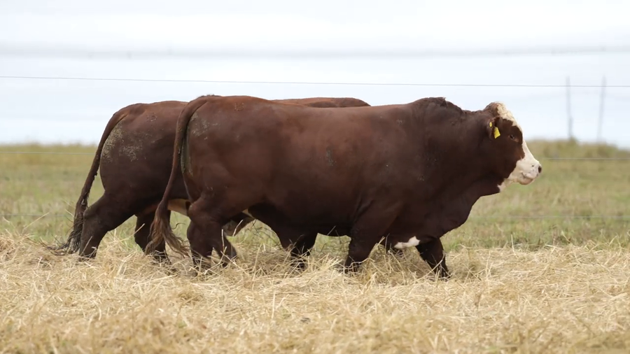 Lote Toros