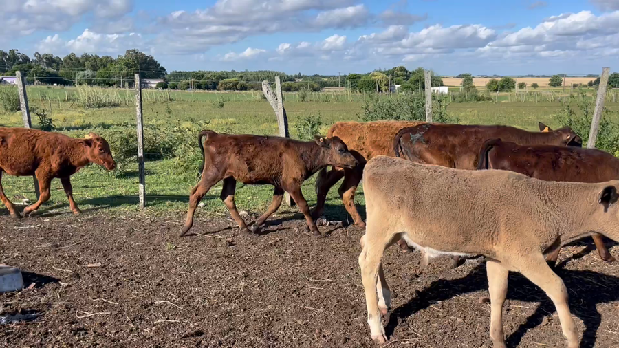 Lote TERNERAS