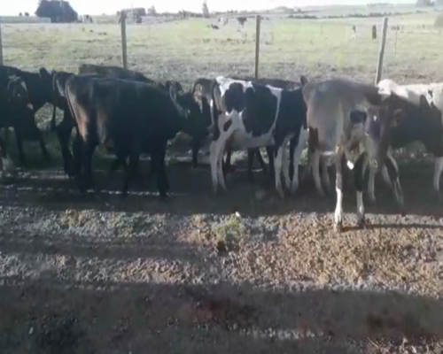 Lote Terneros