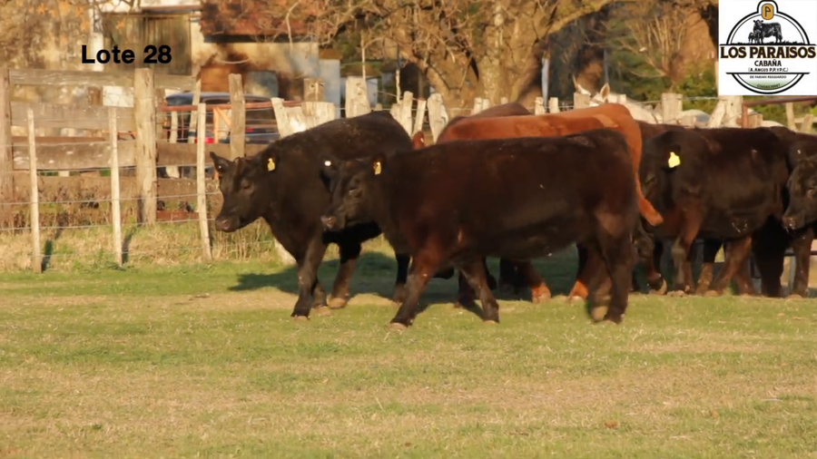 Lote VAQUILLONAS PURA CONTROLADAS PREÑADAS DE LA CABAÑA ""LOS PARAISOS"" DE REGGIARDO"