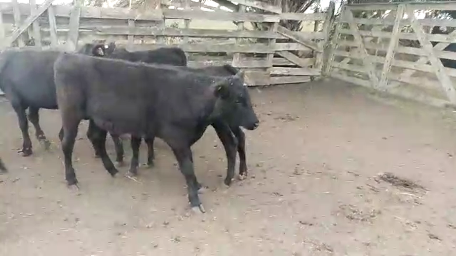 Lote 24 Terneros AA a remate en Pantalla Camy en Pavon