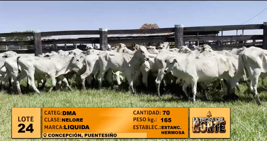 Lote Lote 24