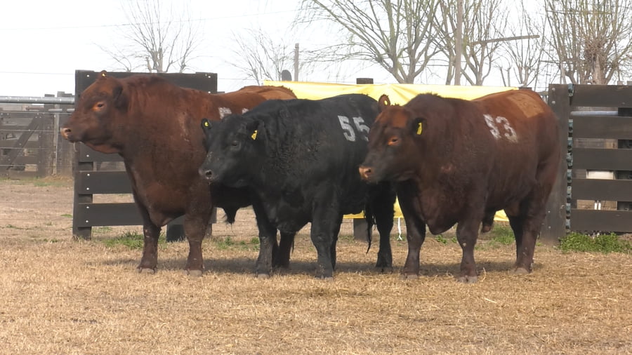 Lote TOROS ANGUS PUROS CONTROLADOS