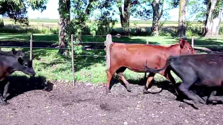 Lote 77 TERNS. HEMBRAS, CORONEL VIDAL, BS. AS.