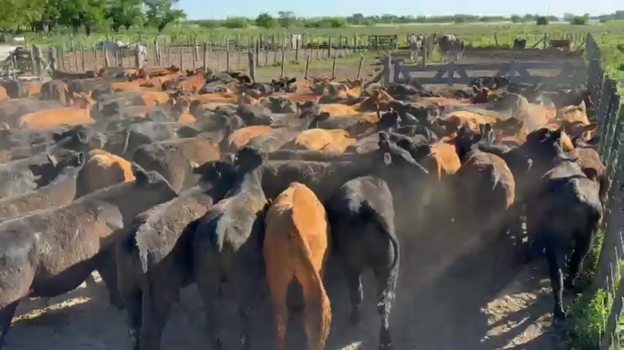 Lote 132 Novillitos