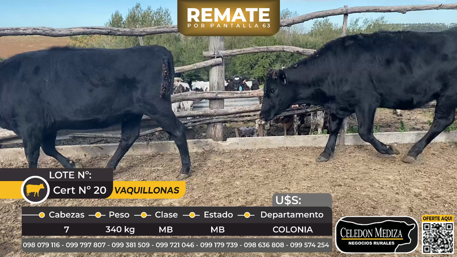 Lote 7 Vaquillonas en Manantiales a 20 km de Tarariras,  Colonia