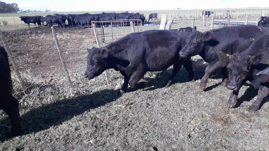 Lote 16 Vacas nuevas C/ gtia de preñez en Buenos Aires, Daireaux