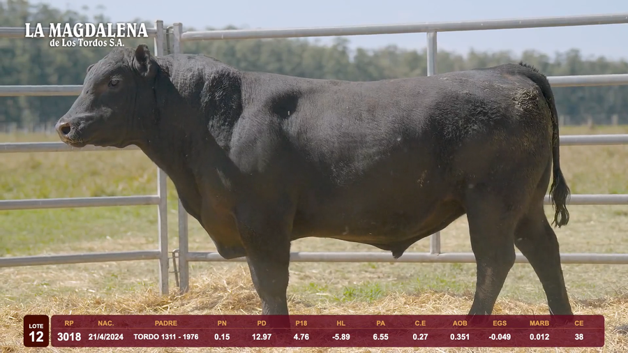 Lote Lote 12 - Angus
