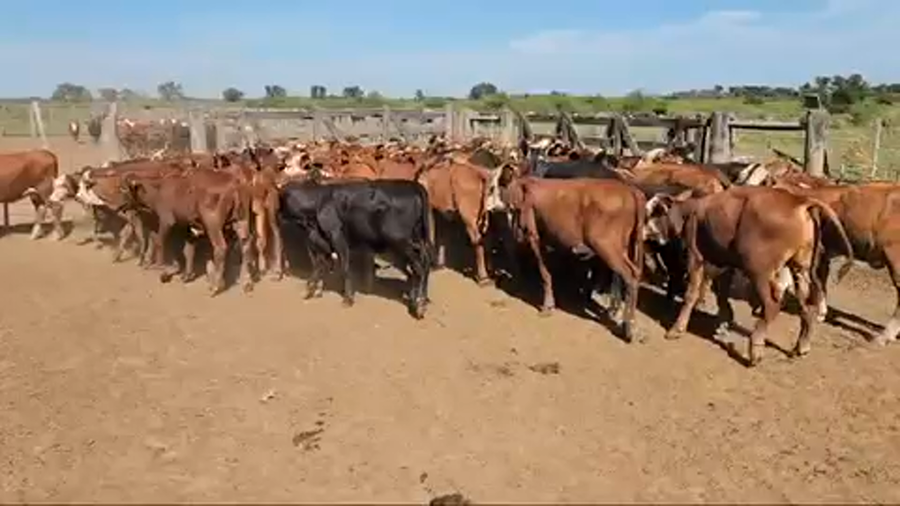 Lote 70 Terneros/as en Saladas, Corrientes