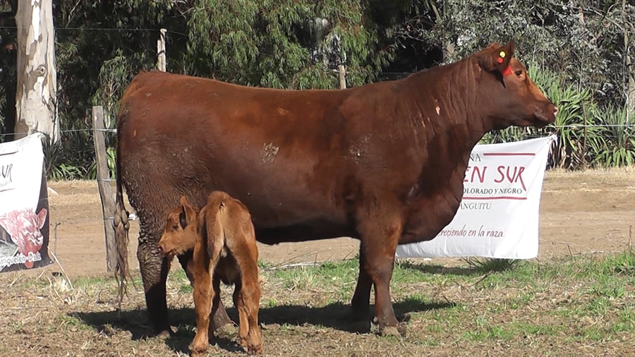 Lote VAQUILLONAS PURAS DE PEDIGREE