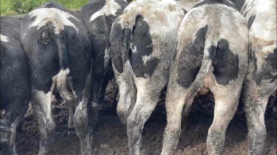 Lote 40 Novillo Gordo en Melipilla, Región Metropolitana