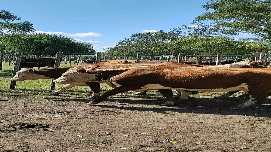 Lote 9 Vacas de Invernada en Melo, Cerro Largo