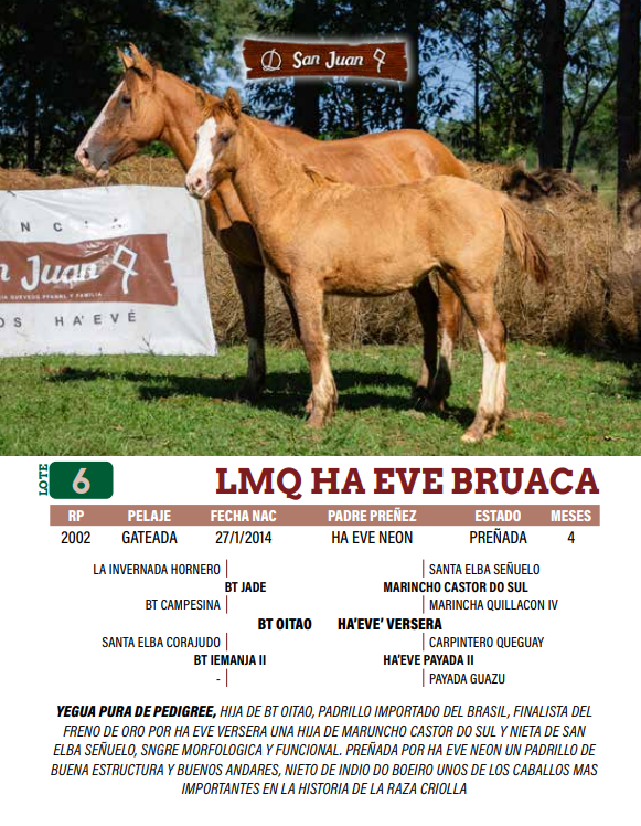 Lote LOTE 6
