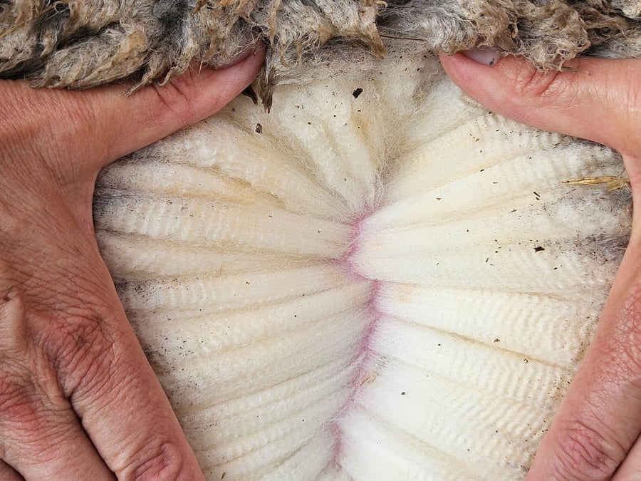 Lote Carneros a remate en Subasta Online - Nambi Guasu, Lavalleja