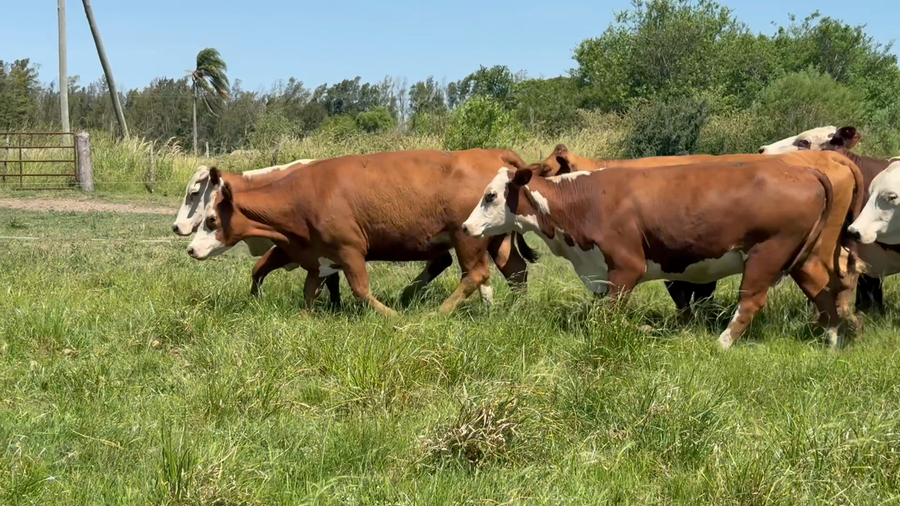 Lote 16 Vacas nuevas Preñadas en Corrientes, Curuzú-Cuatiá