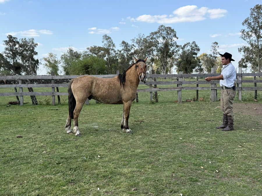 Lote Macho gatiado manso