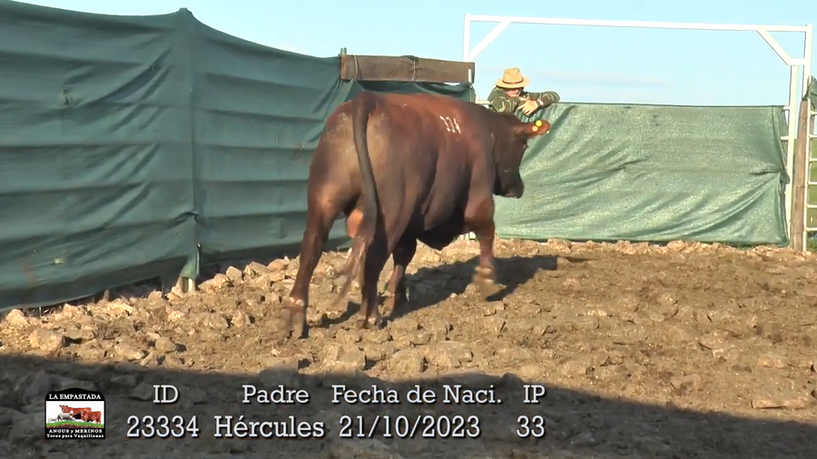 Lote 3 Toros a remate en La Empastada, Durazno