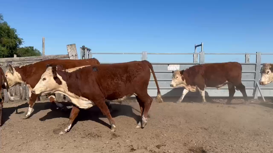 Lote 74 Novillos en Corrientes, Curuzú-Cuatiá