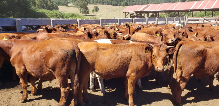 Lote 60 Novillo Engorda en Futrono, XIV Región Los Ríos