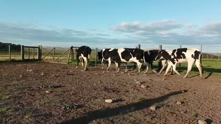 Lote 6 Vaquillonas Vacas Preñadas HOLANDO a remate en 5to remate por pantalla ENTRE MARTILLOS, San José