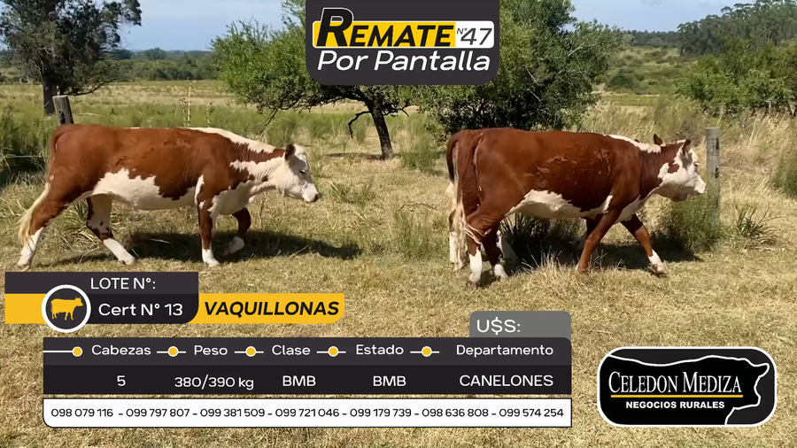 Lote 5 Vaquillonas  en Otra Localidad, Canelones