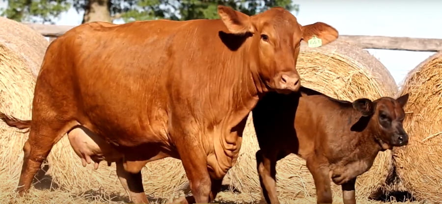 Lote VACAS REGISTRADAS CON CRÍA AL PIE