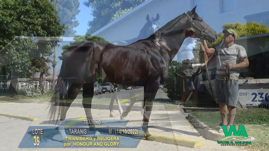 Lote TARANIS