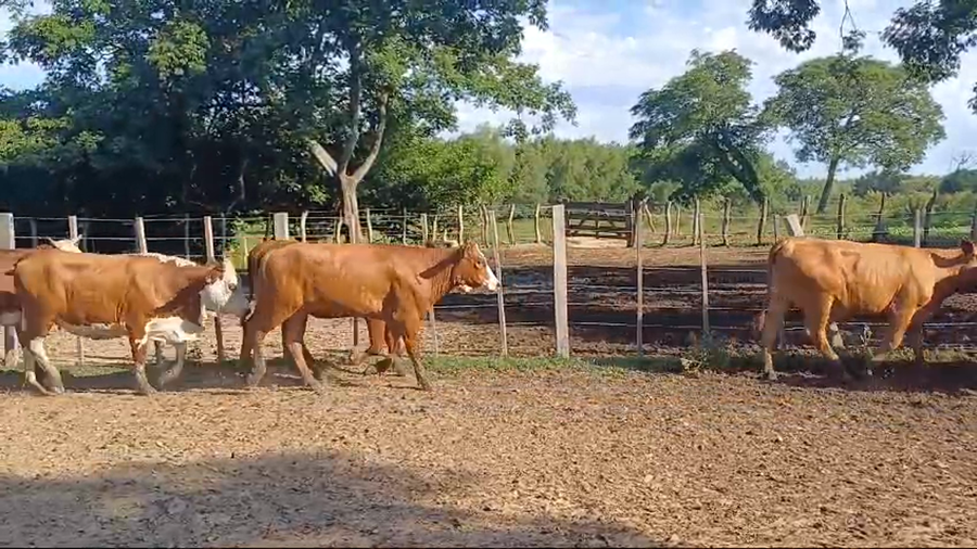 Lote 114 Vaquillonas C/ servicio