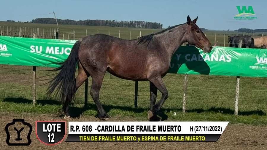 Lote CARDILLA DE FRAILE MUERTO