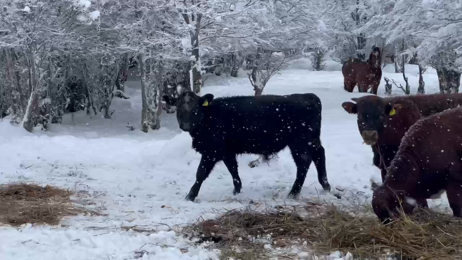 Lote 60 Ternero en Coyhaique, XI Región Aysén