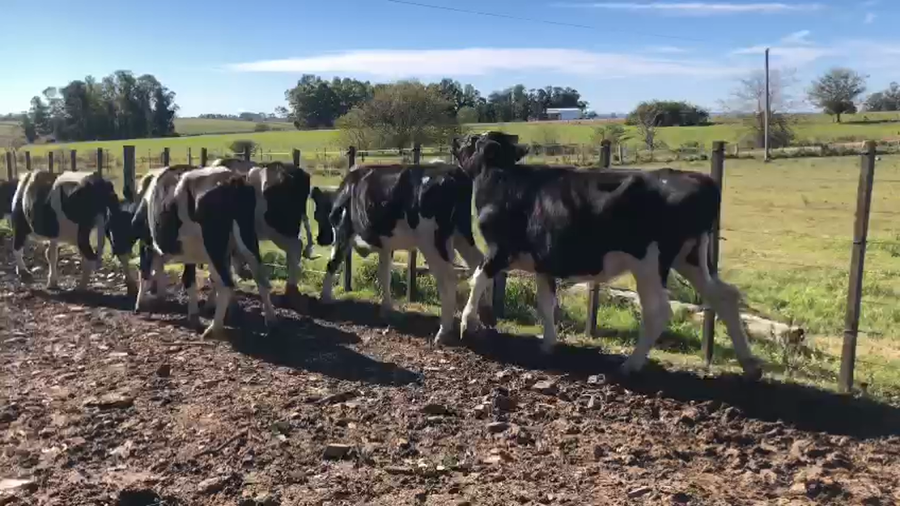 Lote 6 Vaquillonas  Holando a remate en Pantalla Camy  en Sauce