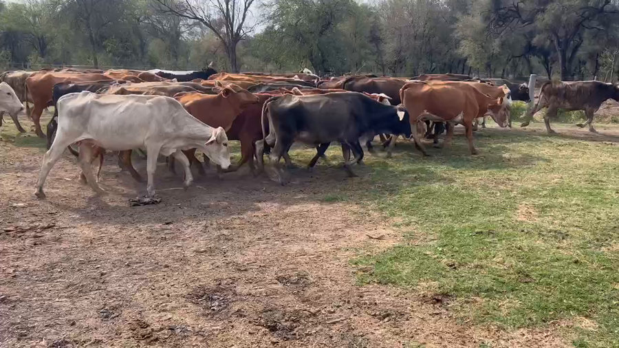 Lote 50 Vacas de invernar en Juan José Castelli, Chaco