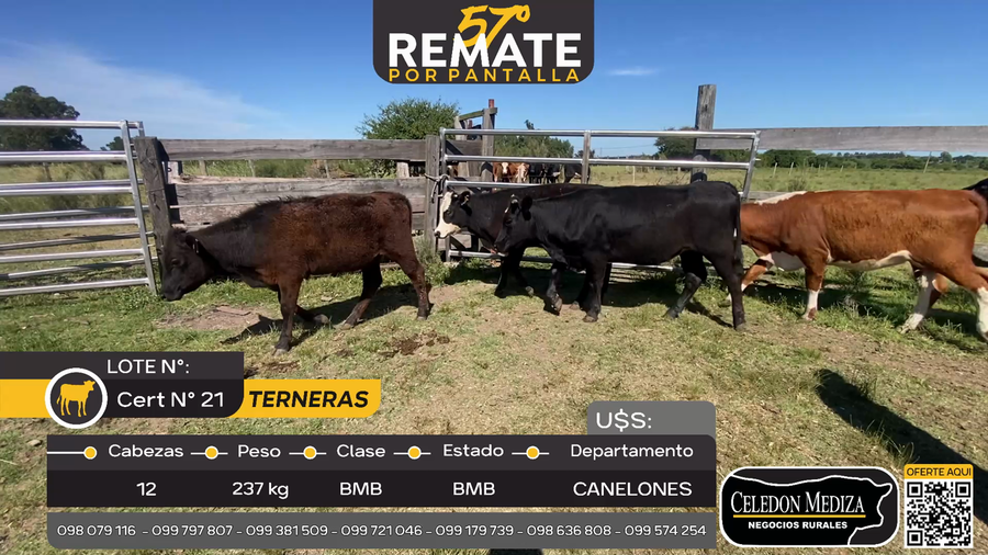 Lote 12 Terneras en Otra Localidad, Canelones