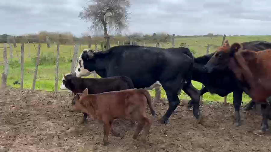 Lote 40 Vacas con Cría