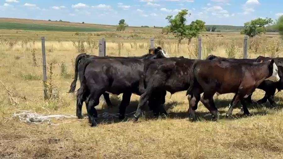 Lote TERNEROS