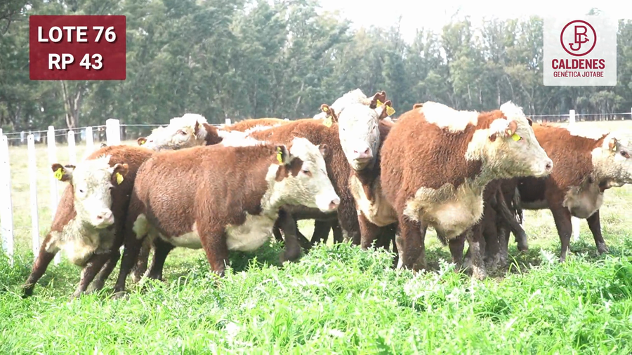 Lote VAQUILLONAS PR Y RG PREÑADAS PARICIÓN OTOÑO (INSEMINACION ARTIFICIAL)