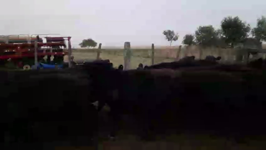 Lote 18 TERNS MACHOS, TANDIL, PCIA. BS. AS.