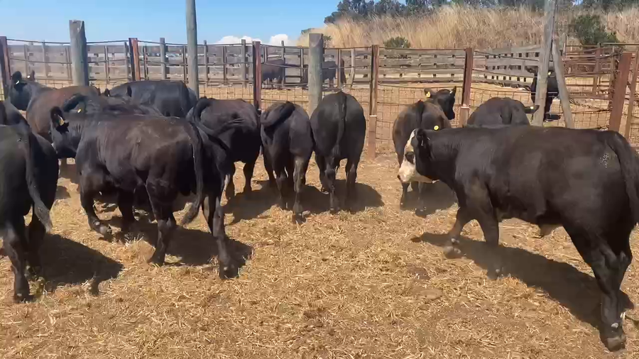 Lote 52 Ternero en Casablanca, V  Región Valparaíso