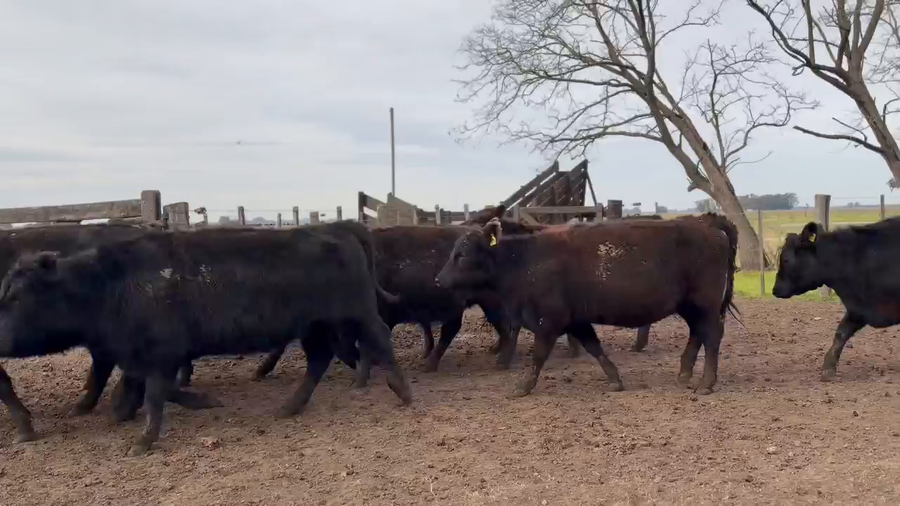 Lote 80 Vaquillonas preñadas