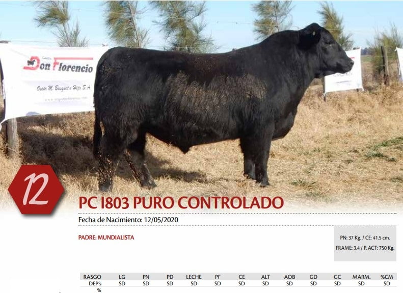 Lote TORO
