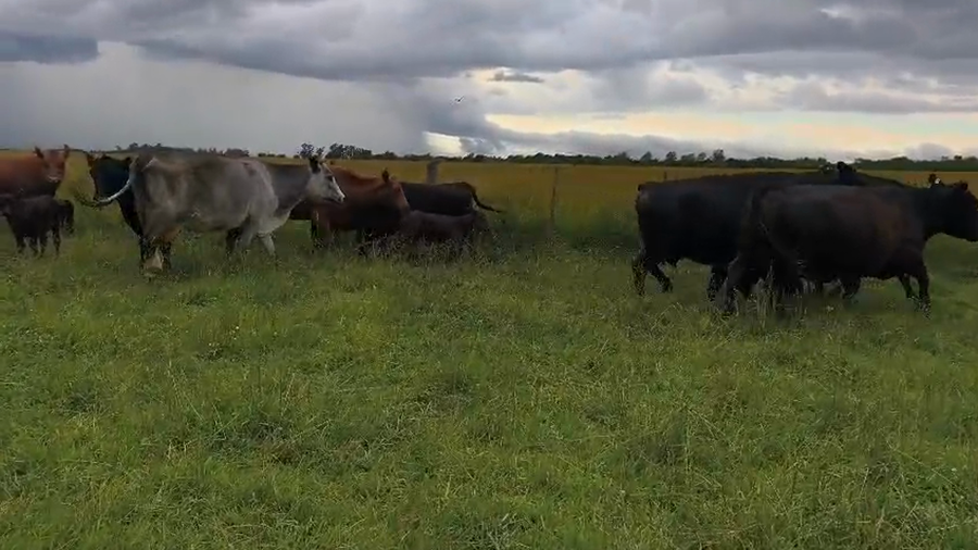 Lote 48 Vacas usadas paridas